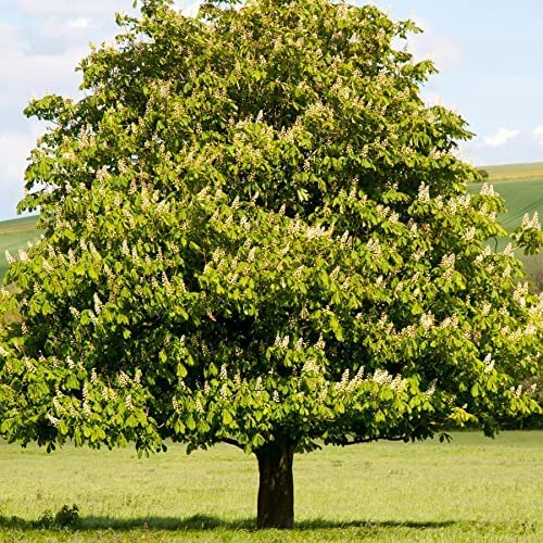 6 Chestnut Tree Seeds for Planting