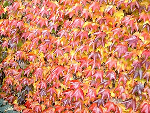 20 Boston Ivy Seeds for Planting - Japanese Creeper Ivy - Ships from Iowa, USA