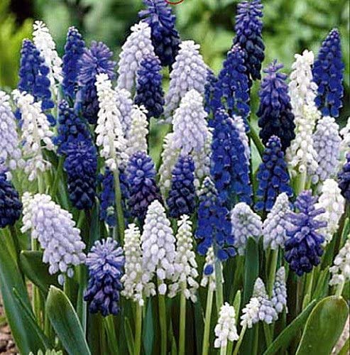 5 Delft Blue Grape Hyacinth Mix - Muscari - Exotic Spring Flowers, Sure to Turn Heads and Stop Traffic