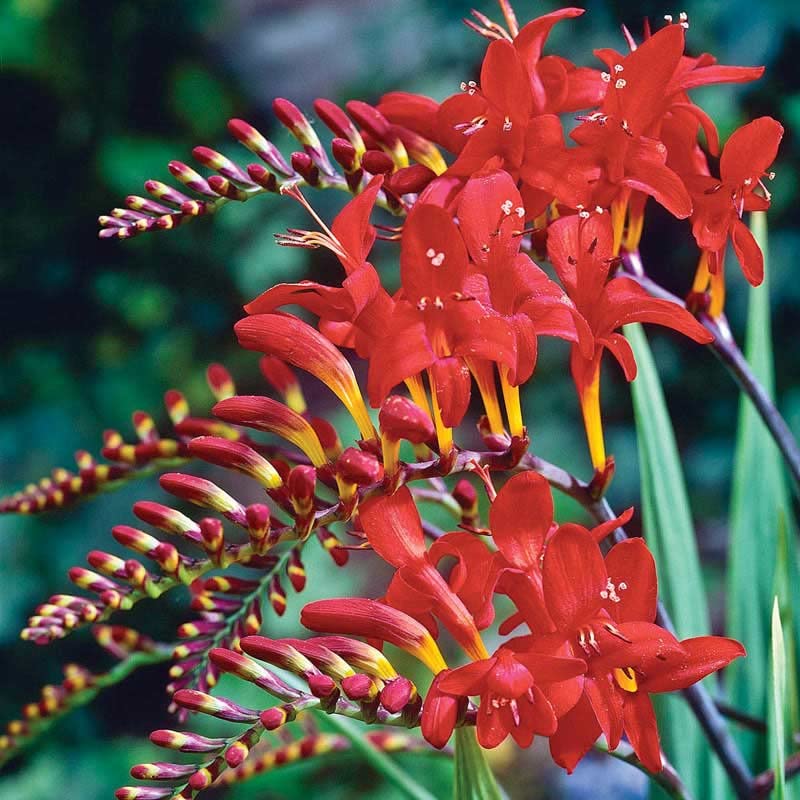 Crocosima Lucifer Bulbs for Planting - Stunning Red Blooms