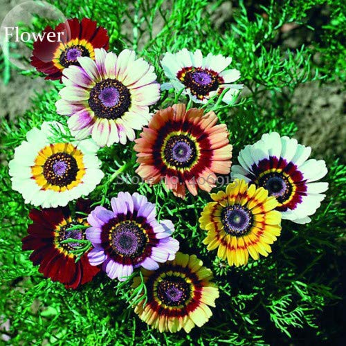 100+ Painted Daisy Flower Seeds Mix - Made in USA, Ships from Iowa. Grow Chrysanthemum Painted Daisy Flowers - Stunning Colors White, Yellow, Golden, Red