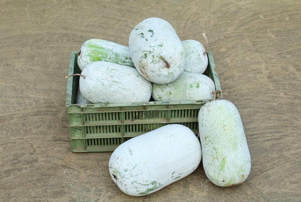 10 Winter Gourd Seeds for Planting - Grow Large Wax Gourds