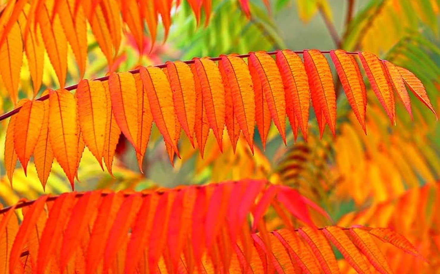 Flameleaf Sumac Tree Seeds - 30 Seeds for Planting - Prized for Vibrant Fall Foliage - Flame Leaf aka Shining Sumac - Rhus copallinum