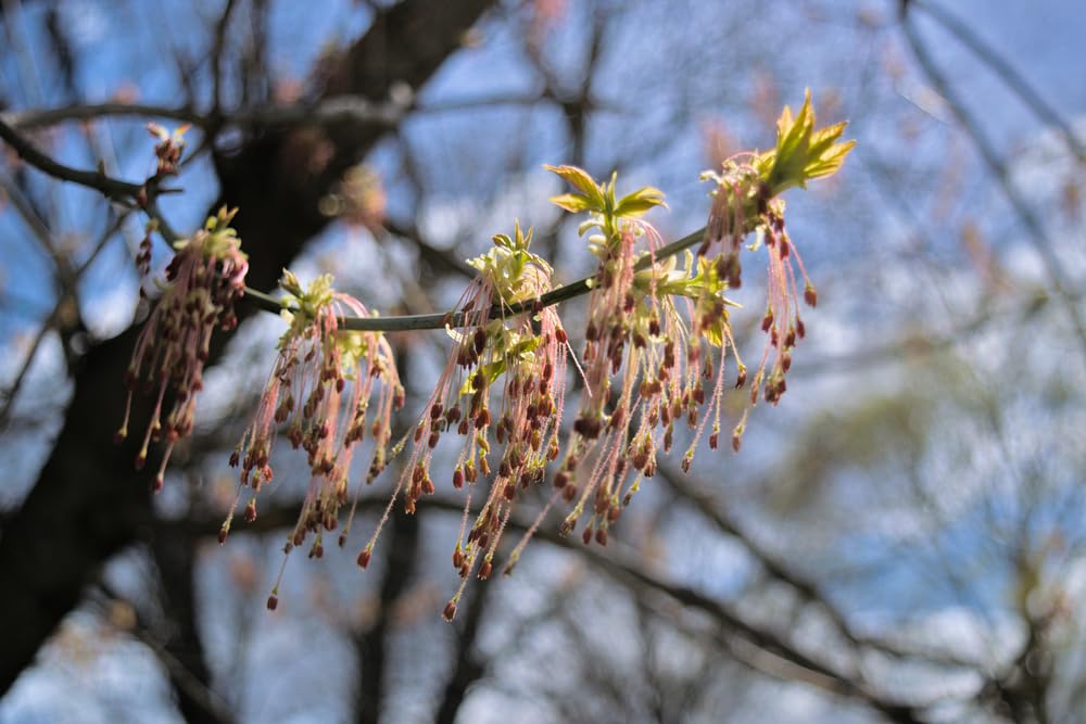 Boxelder Maple Tree Seedlings for Planting - No Ship to California
