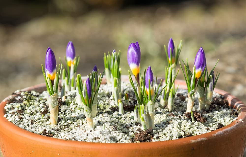 10 "Tricolor" Crocus Bulbs for Planting | Perennial Flowers, Ships from Iowa, USA
