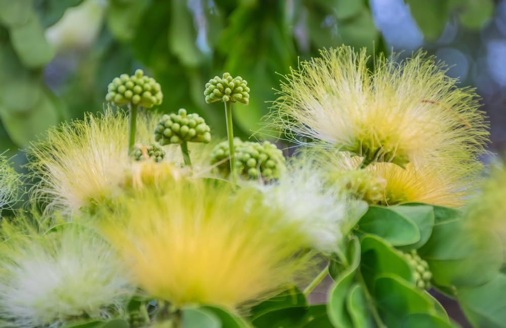 Mother-in-law's Tongue Tree Seeds for Planting (10 Seeds) - Albizia lebbeck