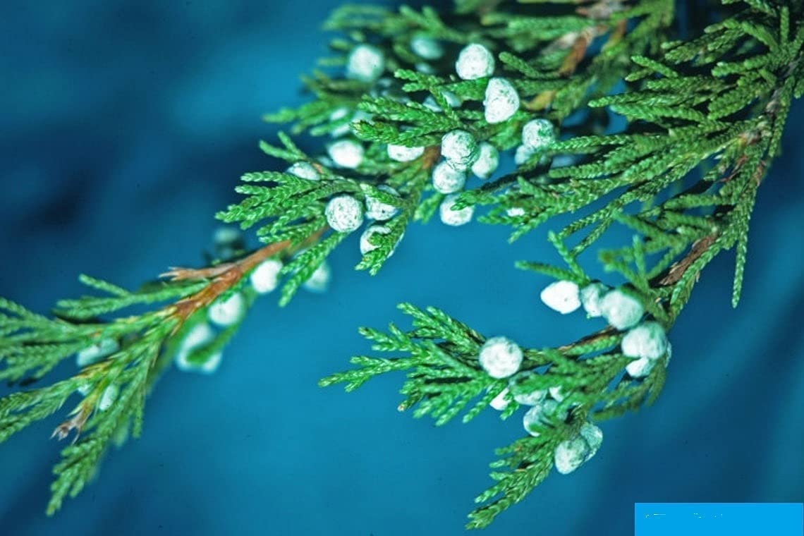 40 Fresh Cedar Tree Branches with Balls - Approx 18 inches Long, Branch Tips for Wreaths, Garlands, Christmas Decorations,Wedding Decor, Shabby Chic Bough - Juniper Branches