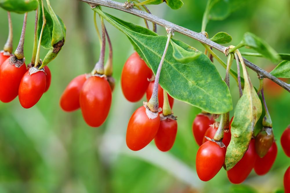 Goji Berry Bush Seedling for Planting (1 Seedling)