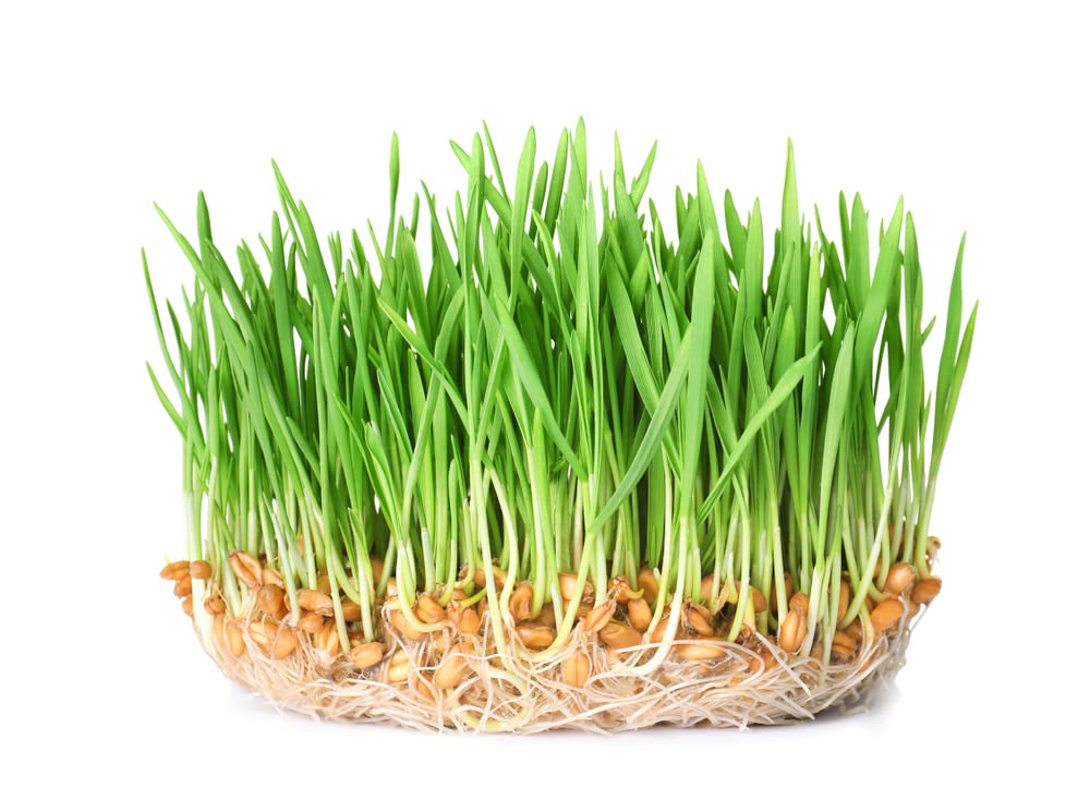 Wheatgrass Sprouts Seeds (500 Seeds) Grow Tasty and Delicious Sprouts in Just Water