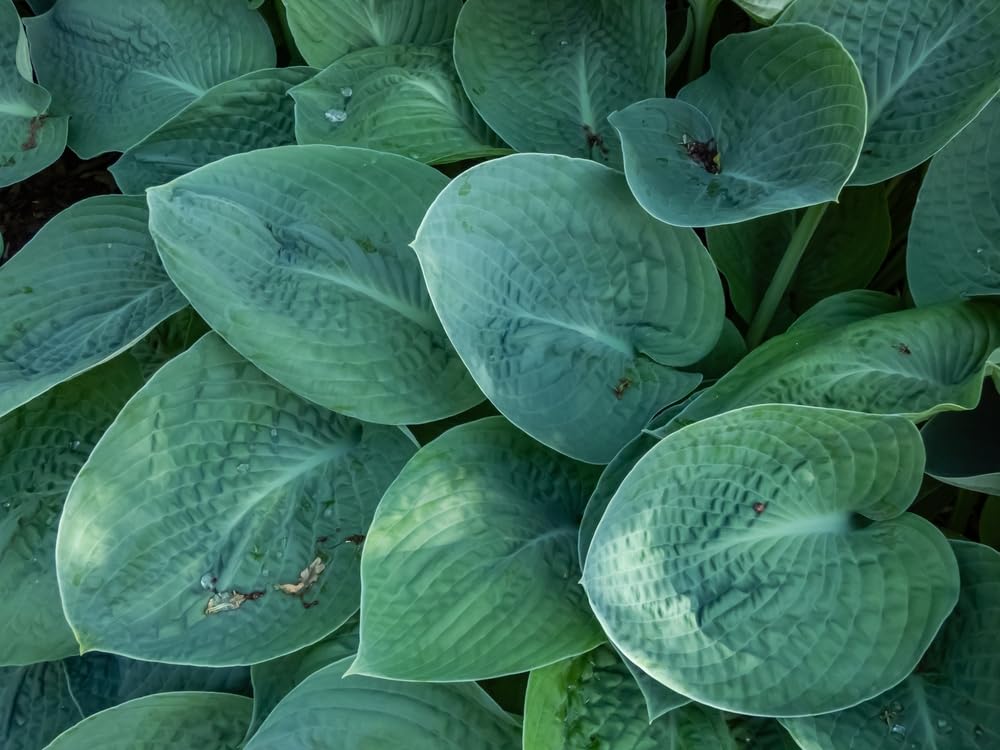 Royal Standard Hosta Plants for Growing - Beautiful Green and Yellow Hosta Plants (5 Plants) (1 Plant)