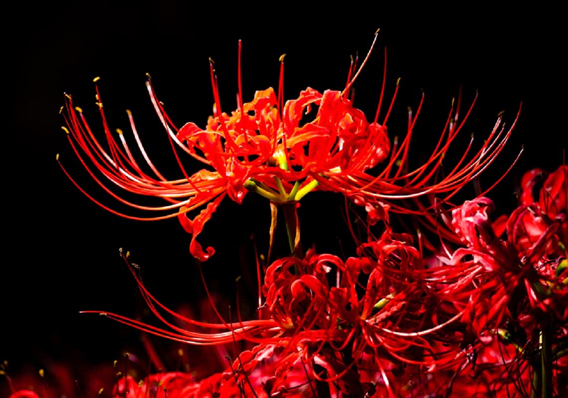 3 Heirloom Red Spider Lily (Lycoris Radiata) Bulbs, Fall Blooming Perennial - Ships from Iowa, USA