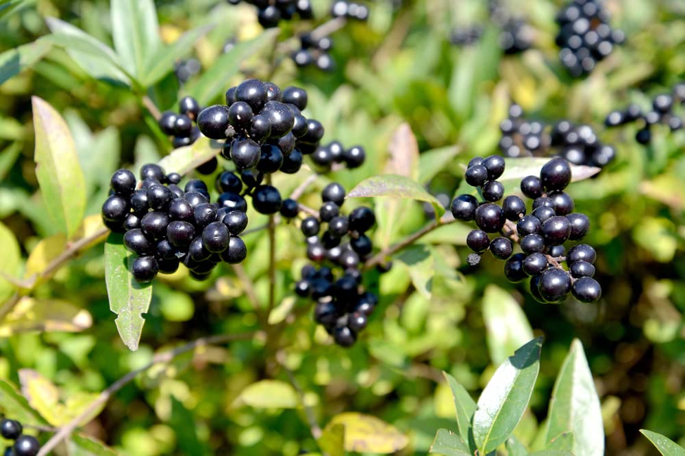 Common Privet Seeds for Planting (30 Seeds) - Ligustrum vulgare, European Privet