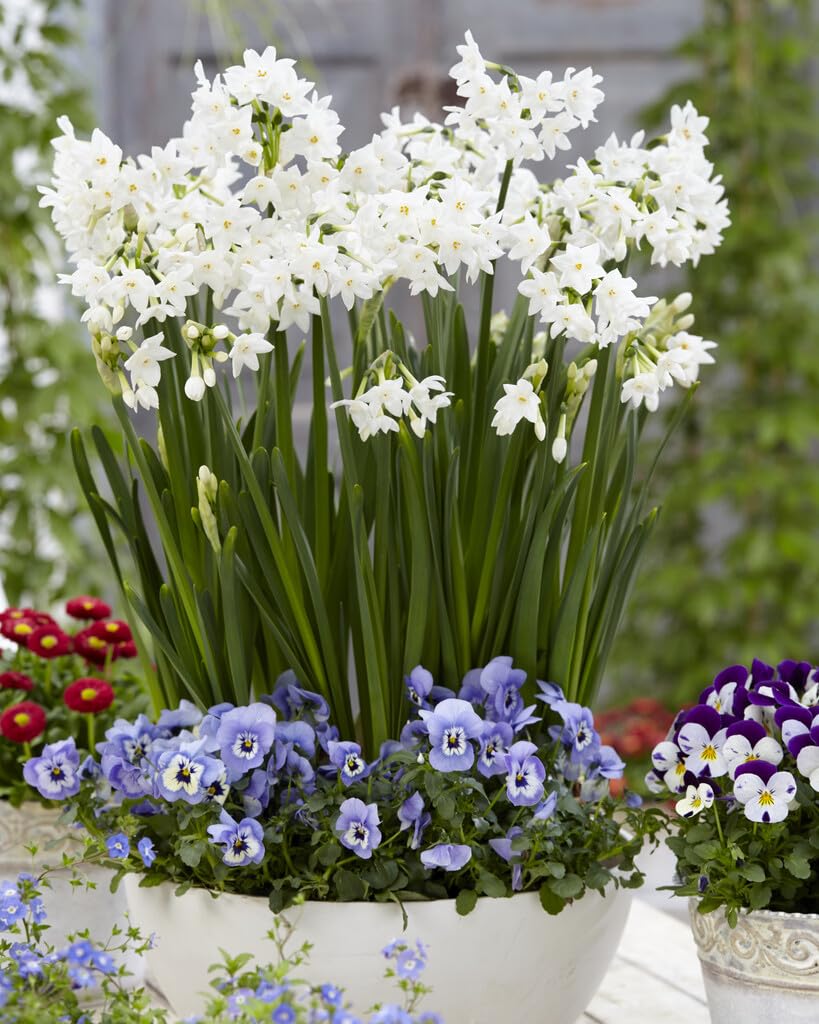 10 Christmas Daffodil Bulbs - Ziva Paperwhite Bulbs - Fast Flowering Indoor Blooms - Largest Bulbs Available - Paperwhite Bulbs for Forcing Indoors, Bonsai Plant