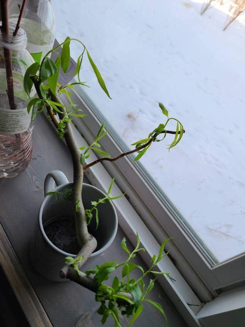 CZ Grain Willow Bunny Brunch - 6 Cuttings to Grow Indoor Willow Leafs - Rabbits Love Them - Fresh Rabbit Food