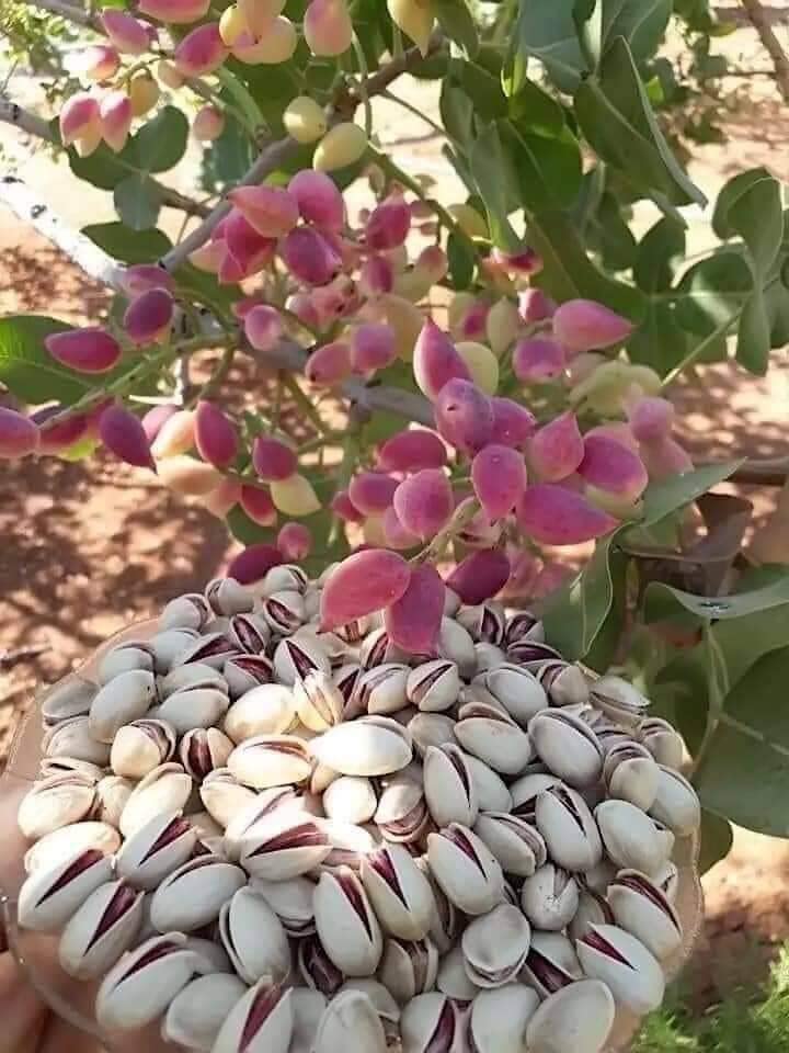 5 Pistachio Nut Tree Seeds for Planting - Pistacia vera