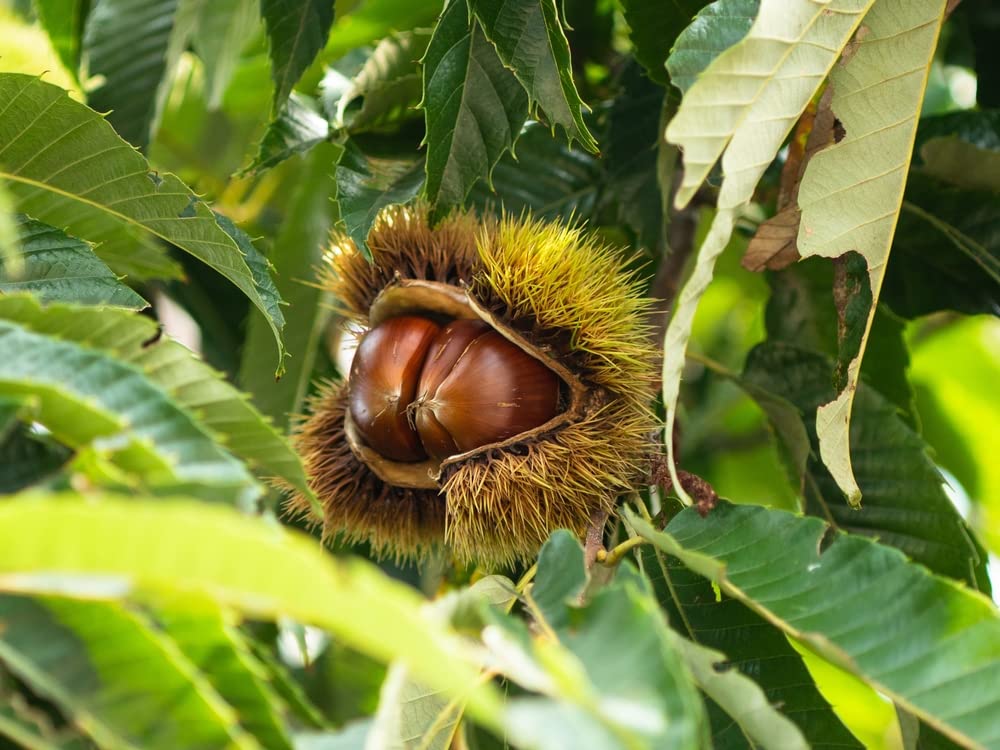 Hybrid Chestnut Tree Seedlings for Planting - Whitetail Deer's Choice Food - 1 Yr Seedlings - Castanea dentata x mollisima (3 Chestnut Trees) - No Ship to California