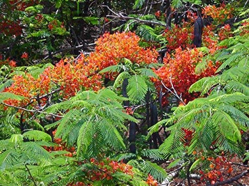 10 Seeds Delonix regia Flamboyant, Royal Poinciana Ornamental Tree