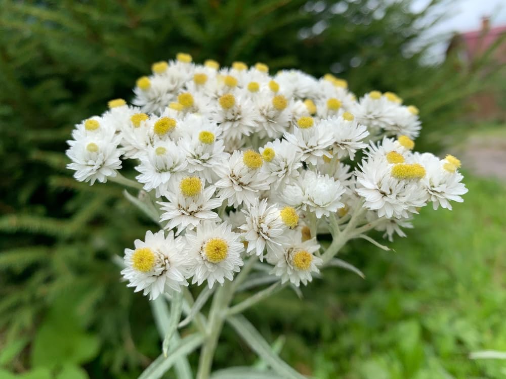 40 Pearly Everlasting Wildflower Seeds for Planting - Anaphalis margaritacea