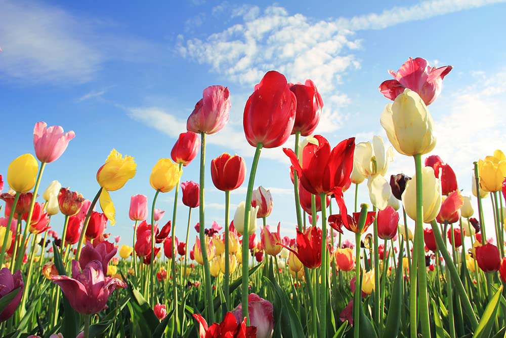 Tulip Time 50 Bulb Mixed Color Tulip Bulbs - Easy to Grow - Made in USA, Ships from Iowa