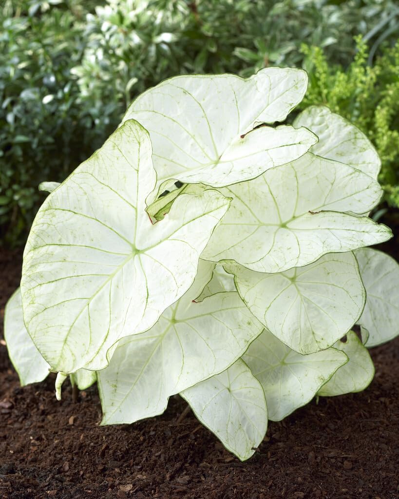 10 Florida Moonlight Caladium Bulbs for Planting - Fancy Caladium Bulbs - Easy & Fast Growing Indoor or Outdoor Plants