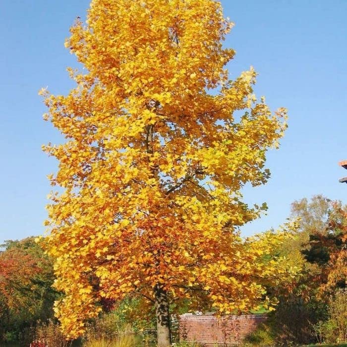 Tulip Poplar Tree Seedling for Planting | Live Tree Seedling (1 Tree) - No Ship to California