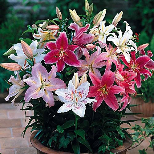 Mixed Oriental Lilies Bulbs for Planting - 6 Fresh Bulbs, Easy to Grow - Made in USA, Ships from Iowa