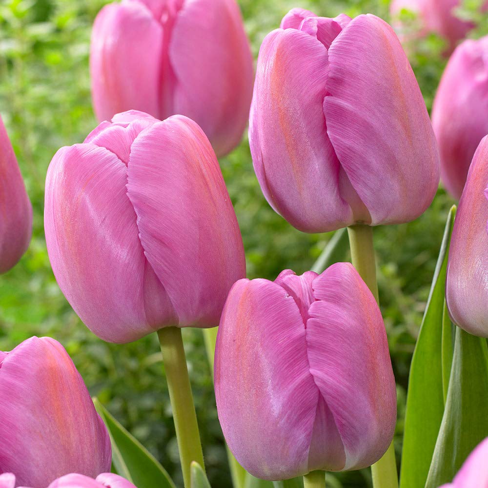 10 Tulip Purple Pride Bulbs), Beautiful tulips.Shipping now!