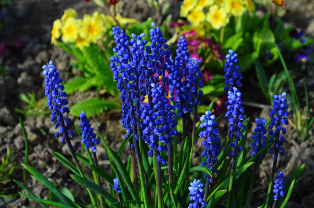 100 Grape Hyacinth Bulbs-muscari Armeniacum- Beautiful Spring Blooms, Perennial Garden Flowers