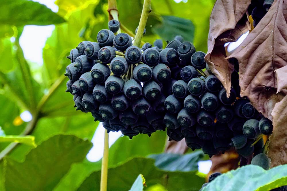 20 Paperplant Seeds for Planting - Fatsia japonica - Great Indoor Plant or Annual Garden Plant