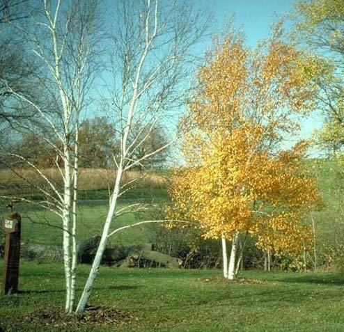 Paper Birch, Betula papyrifera, Tree Seeds (Fast, Hardy, Fall Color) (50)
