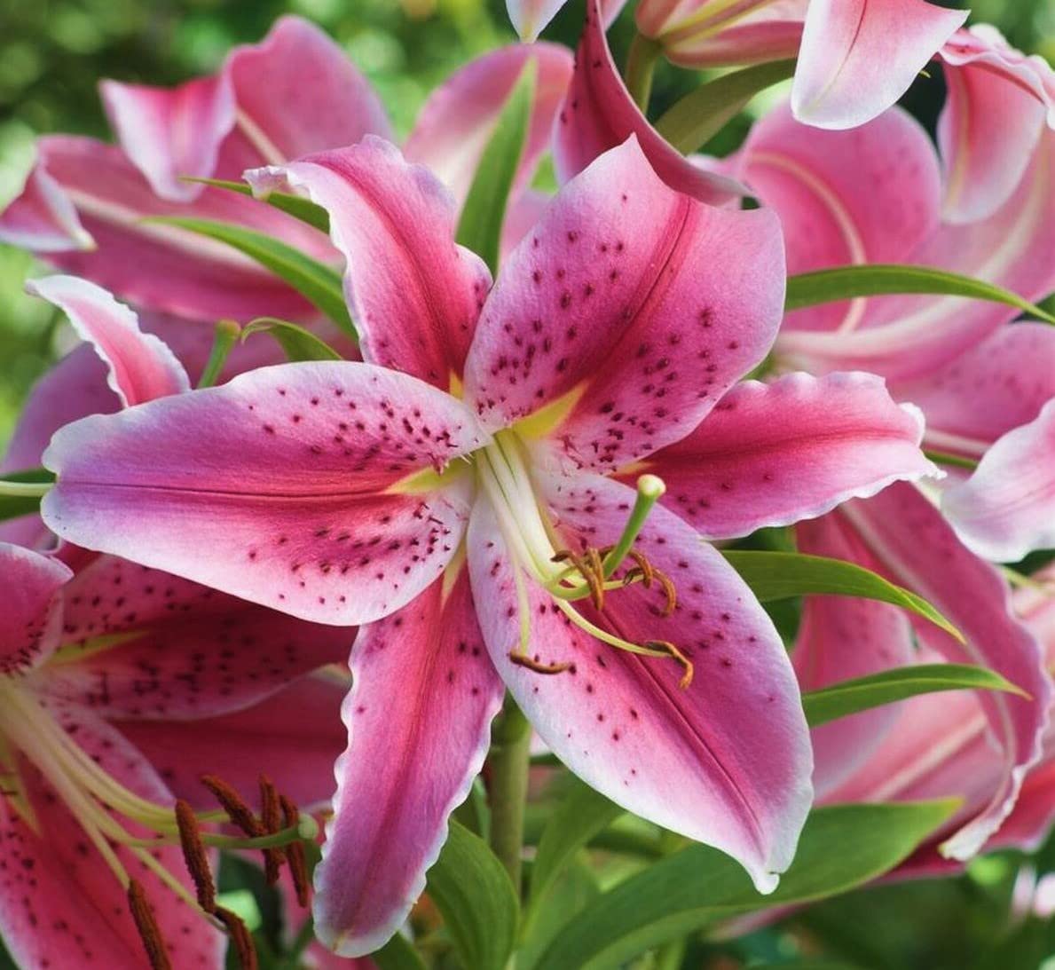 Stargazer Lily Large Flowering Bulb, Fragrant Perennial Bloomer