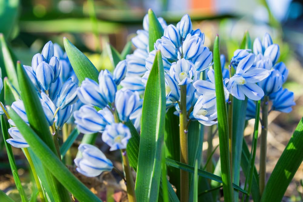Siberian Squill Flower Bulbs for Planting - Libanotica Puschkinia