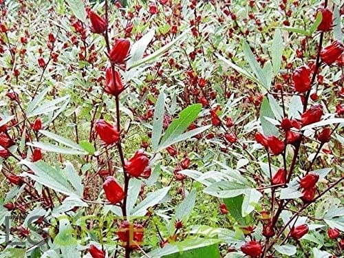 50 Jamaican Sorrel Seeds, Florida Cranberry, Indian Roselle, Hibiscus Sabdariffa