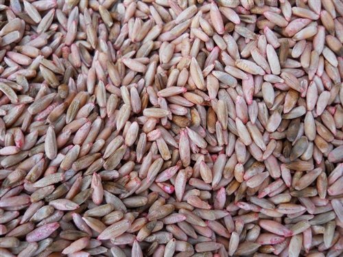 10 lb Wrens Abruzzi Cereal Rye Seed Non-GMO Grain Deer Food Plot Winter Grazing Cattle Game Wildlife Seeds by JL Missouri Parts
