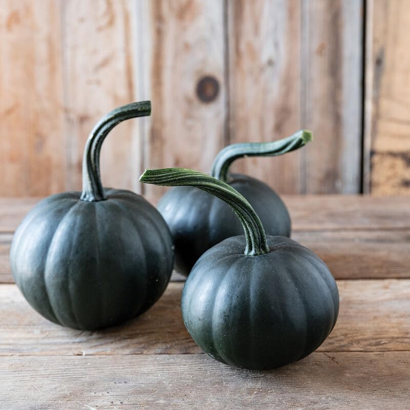 10 Black Bear Pumpkin Seeds for Planting -