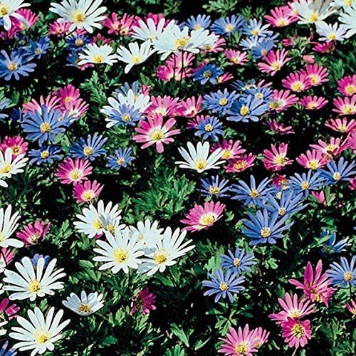 Grecian Windflowers Bulb Mix,Anemone blanda Mix Bulbs (100)