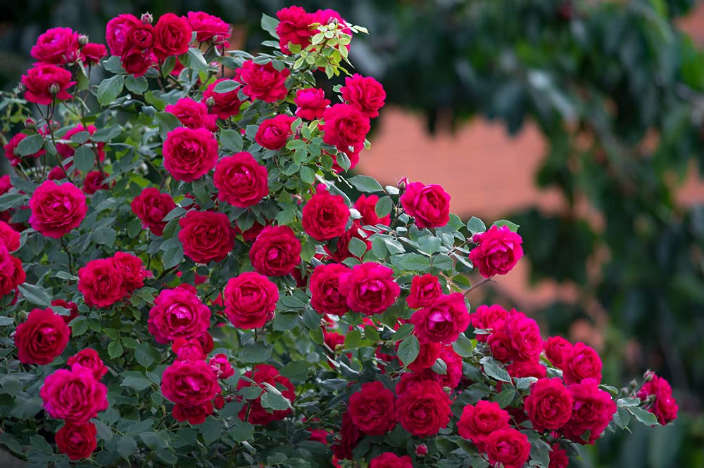 10 Rose Bush Cuttings to Grow, No Roots - 10 Vibrant Red Rose Bush Cuttings to Propagate, Beautiful Perennial Rose Bushes