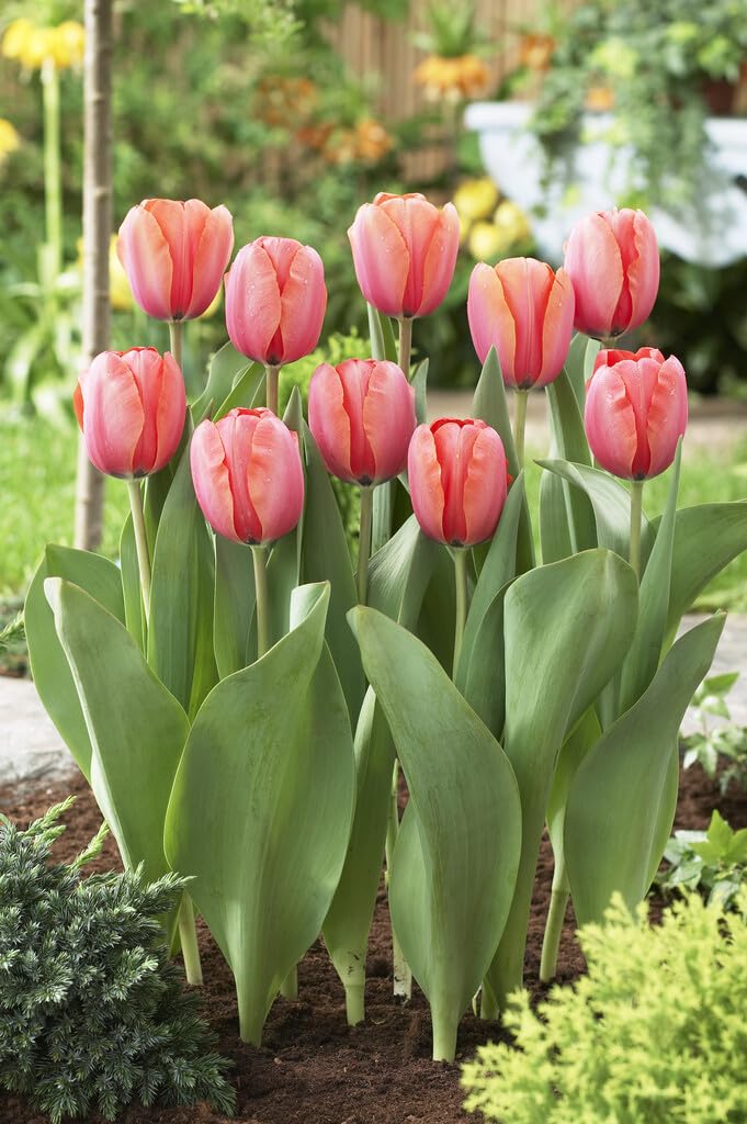 Apricot Impression Tulip Bulbs for Planting - Easy to Grow Perennial Tulip Flower Bulbs - Stunning Color