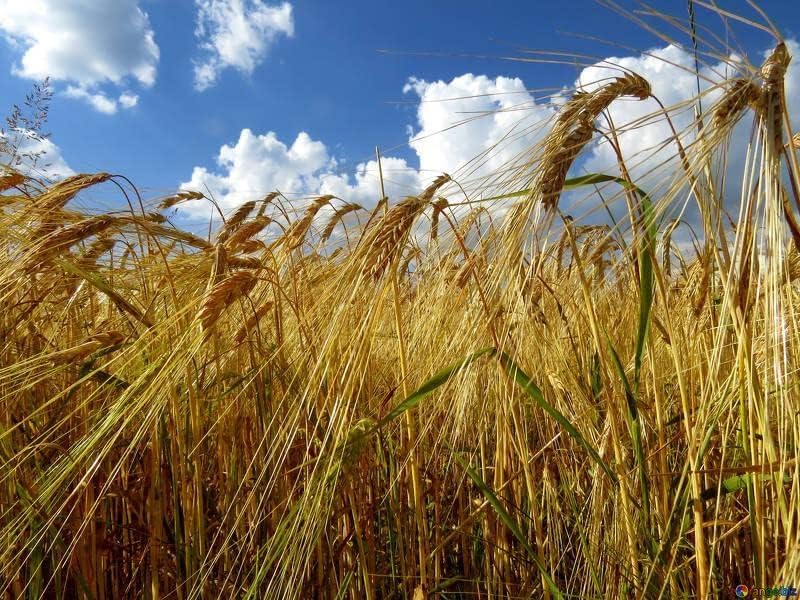 500-Winter Rye Seeds in Outdoors