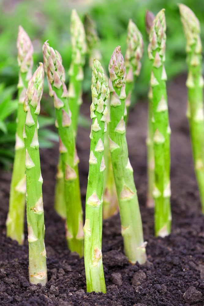 Millennium Live Asparagus Bare Root Plants - 2yr Crowns - Can Not Ship to California