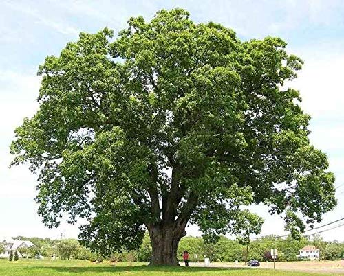 CZ Grain 12 Black Willow Tree Cuttings - Fast Growing Shade and Privacy Trees, Ideal for Beginners and Masters