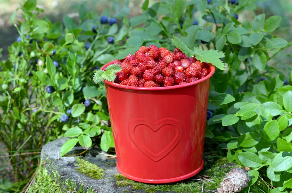 100+ Wild Strawberry Strawberries Seeds - Fragaria Vesca - Edible Garden Fruit Heirloom Non-GMO - Made in USA, Ships from Iowa.