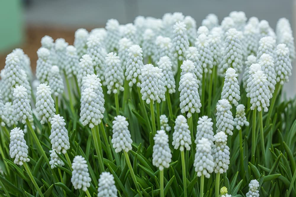 White Muscari Bulbs, Grape Hyacinth - Beautiful Spring Blooms, Perennial Garden Flowers