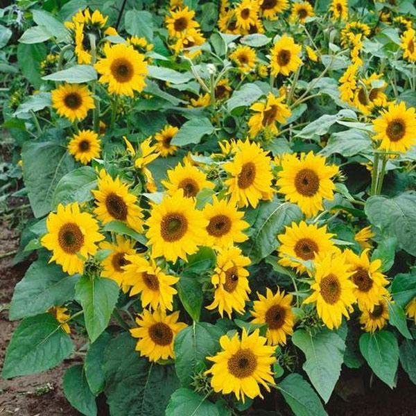 Dwarf Sunflower Seeds - 100 Seeds for Planting