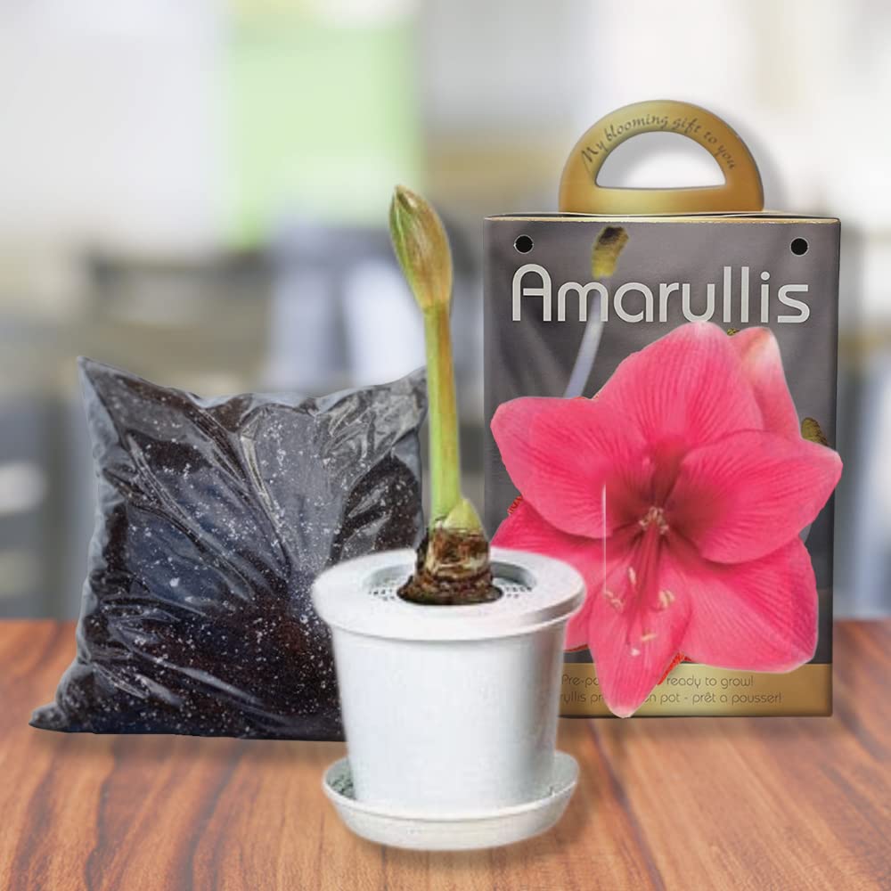 Pink Amaryllis Bulb Kit with Pot Gift, Amaryllis Growing Kit, Large Flower Bulb Hippeastrum Prepotted