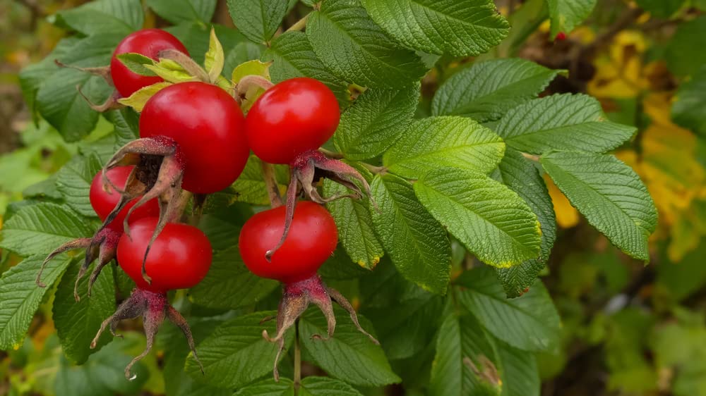 Red Rugosa Rose Bush Seeds for Planting (50 Seeds) - Rosa Rugosa Rubra