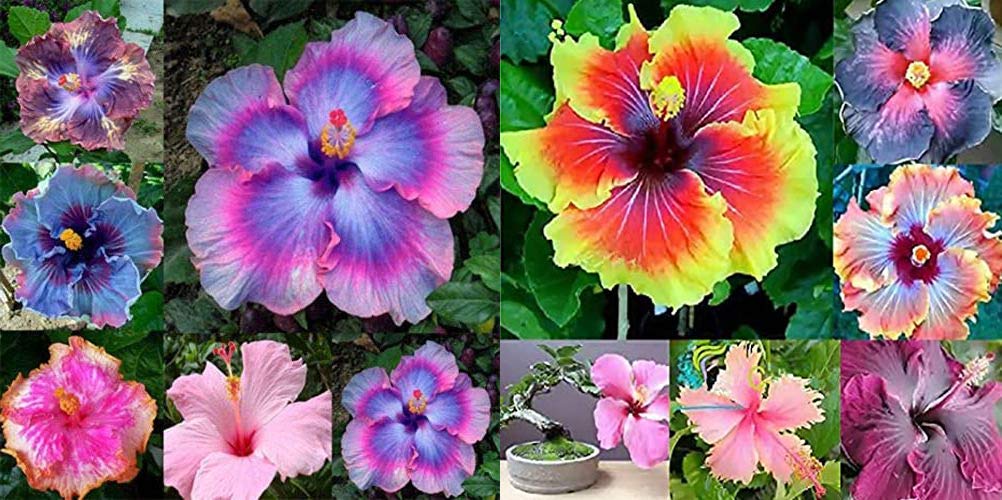 On Sale!!! 200pcs Hibiscus Seeds 24kinds Hibiscus Rosa-sinensis Flower Seeds Hibiscus Tree Seeds for Flower Potted Plants