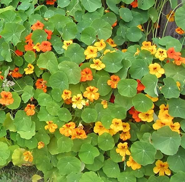 Tall Trailing Mix Nasturtium for Planting - Attractive Mixed Color Blooming Vine -