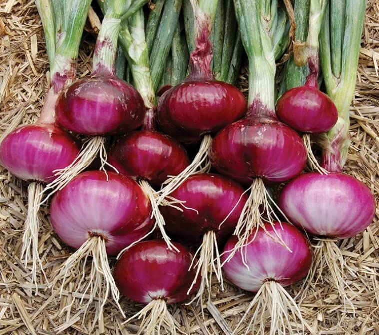 Red Onion Seeds for Planting | 500+ Seed | Grow Your Own Food, Cheeseburger and Salad Onions. Made in USA