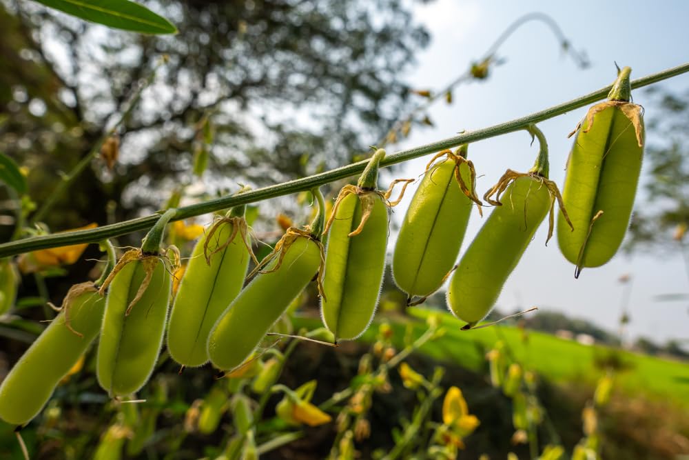 Sunn Hemp for Planting, Fast-Growing and Establishes Rapidly, Deer Food Plot, Great for Erosion Control, Soil Improvement and as a Cover Crop - Sunnhemp Seeds